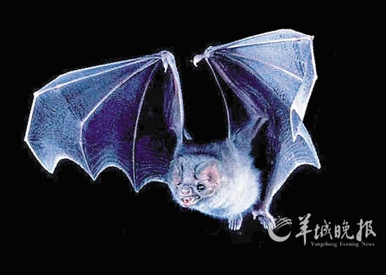 盤點(diǎn)動(dòng)物糞便6大妙用：抹香鯨糞便可做香水