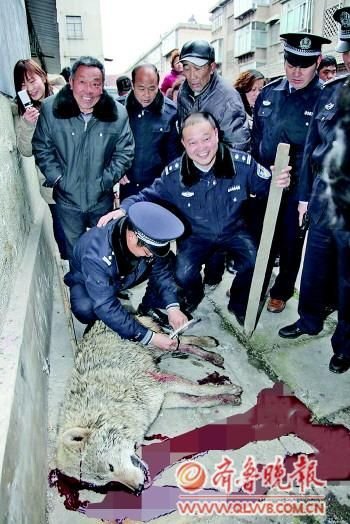 山東棗莊連發(fā)五起狼傷人事件 警方追20公里斃狼