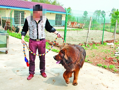 野覓食闖進(jìn)藏獒基地 護(hù)崽藏獒咬死入侵者