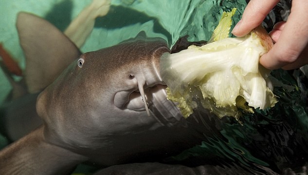 手術(shù)后遺癥？世界上第一條素食鯊魚愛吃芹菜