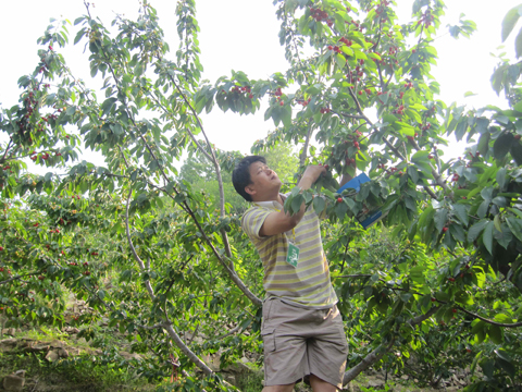 煙臺(tái)牟平王格莊鎮(zhèn)櫻桃采摘節(jié)開幕（組圖）