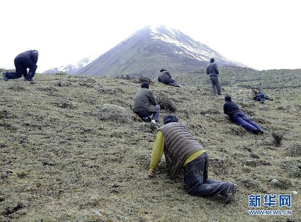 實拍藏民挖掘冬蟲夏草過程