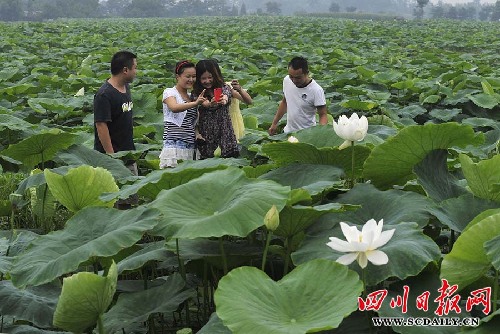 綿竹開辟千畝花田體驗觀光農(nóng)業(yè)