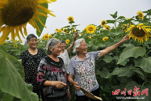 綿竹開辟千畝花田體驗(yàn)觀光農(nóng)業(yè)