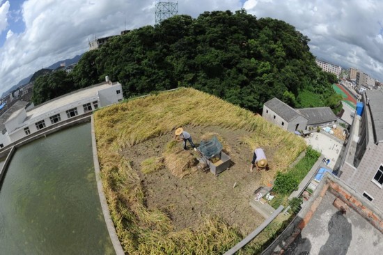 浙江溫嶺農(nóng)民在房頂種水稻