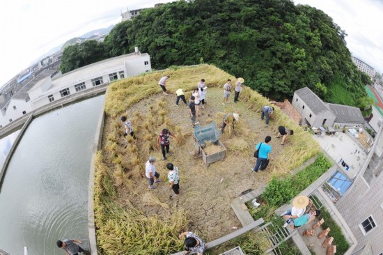 浙江溫嶺農(nóng)民在房頂種水稻