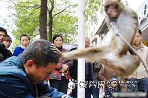 動(dòng)物襲擊人的搞笑瞬間