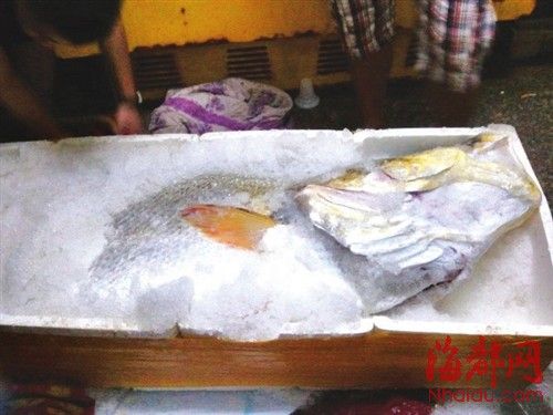 福建漁民撿獲160斤黃唇魚賣出300萬元