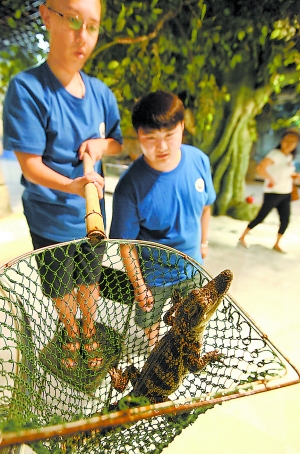 北京一小區(qū)公共水池驚現(xiàn)鱷魚 具相當(dāng)強(qiáng)攻擊能力
