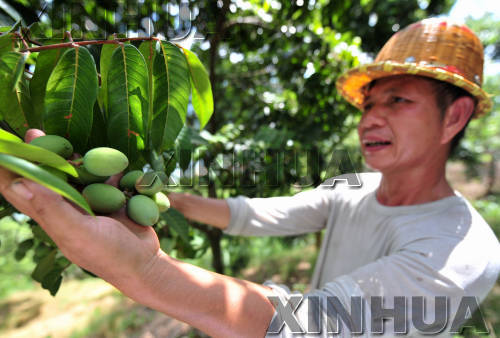 福建閩侯：橄欖大豐收 果農卻發(fā)愁
