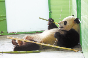 石家莊動(dòng)物園:大熊貓朵朵和婭祥的幸福生活(圖)
