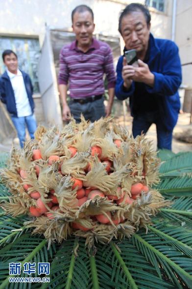 罕見(jiàn) 山東一鐵樹(shù)開(kāi)花又結(jié)果