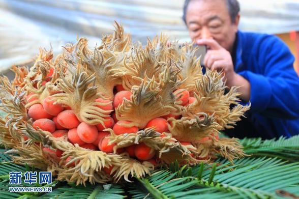 罕見(jiàn) 山東一鐵樹(shù)開(kāi)花又結(jié)果