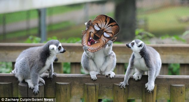滑稽！英動物園猴子戴萬圣節(jié)面具嚇同伴(組圖)