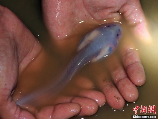 四川筠連一洞中現(xiàn)“透明魚”(高清)