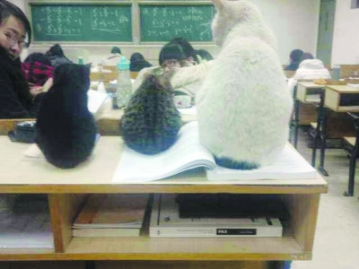 母貓