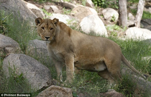 動物園母獅一次產(chǎn)下8只幼崽 刷新世界紀(jì)錄