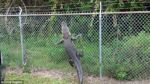 盤點2012年動物“越獄”事件