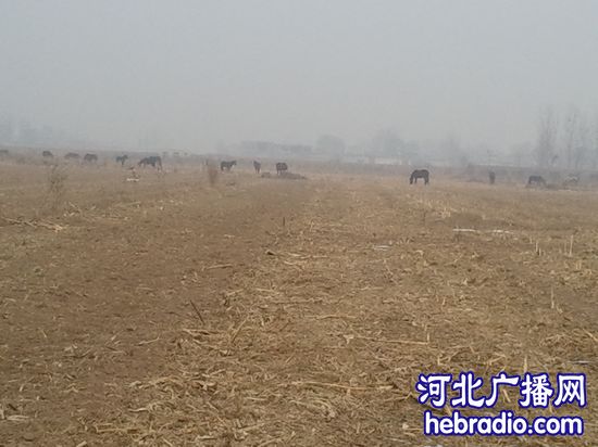 邯鄲磁縣北來村150畝麥地一夜被毀