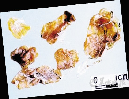盤點(diǎn)動(dòng)物糞便的奇妙用途