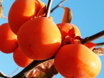 吐血推薦：營(yíng)養(yǎng)師最愛的食物