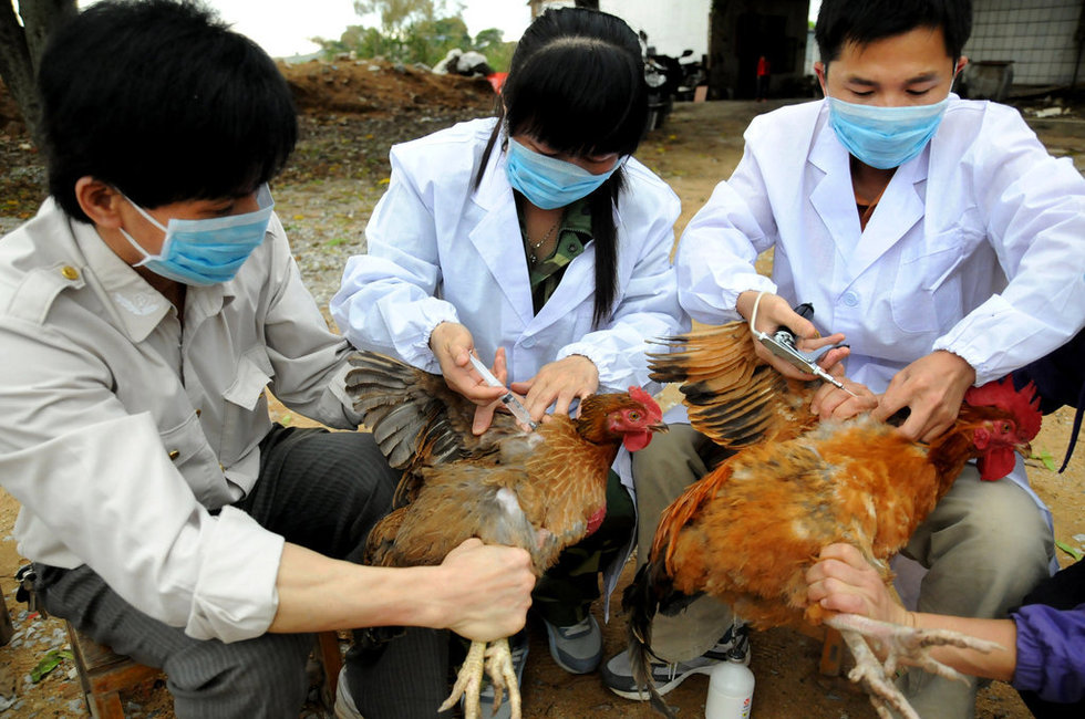 組圖：中國(guó)多地備戰(zhàn)H7N9禽流感