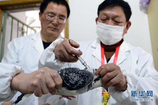 病前一周接觸過禽類者為感染H7N9高危人群