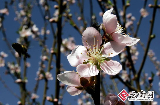 昆明春常在 美景處處現(xiàn)[組圖]