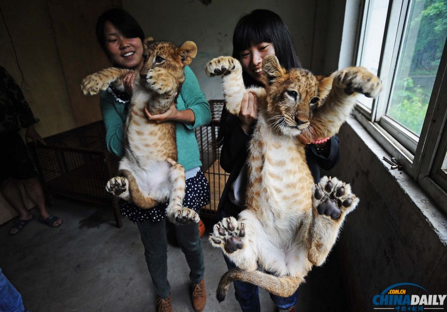 獅寶寶喜迎兒童節(jié)
