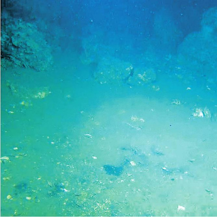 蛟龍?zhí)柶咝r(shí)探索之旅：海底大型生物引驚嘆(圖)