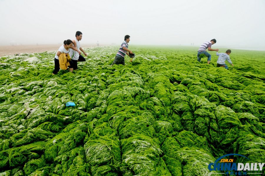 一起去青島看草原！滸苔入侵海水浴場(chǎng)沙灘變草原