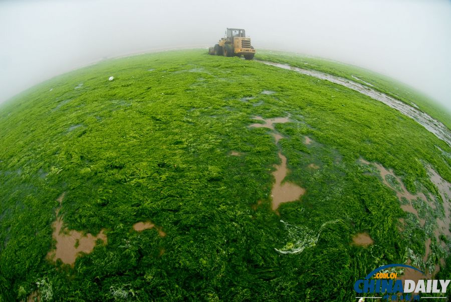 一起去青島看草原！滸苔入侵海水浴場沙灘變草原