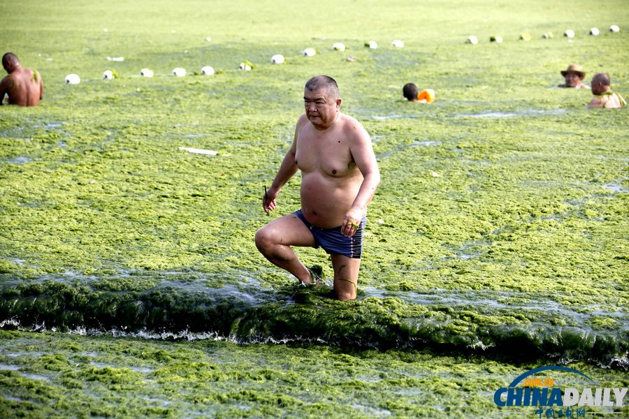 青島迎入夏最大規(guī)模滸苔登陸