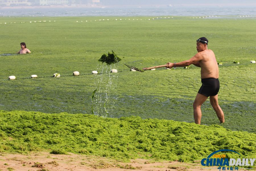 青島迎入夏最大規(guī)模滸苔登陸