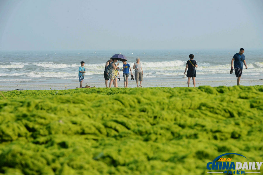臺風(fēng)“蘇力”助滸苔再擾青島