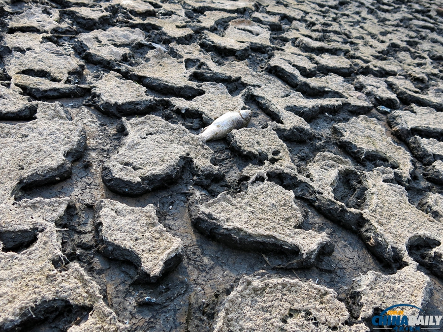 重慶：高溫持續(xù) 水庫干涸死魚被烤熟