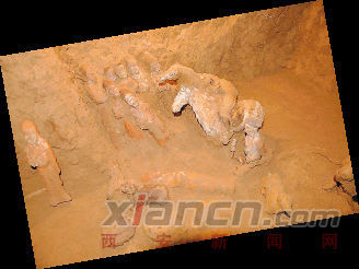 上官婉兒墓未現棺?。罕黄茐幕蚴枪俜綒?/></p>

<p align=