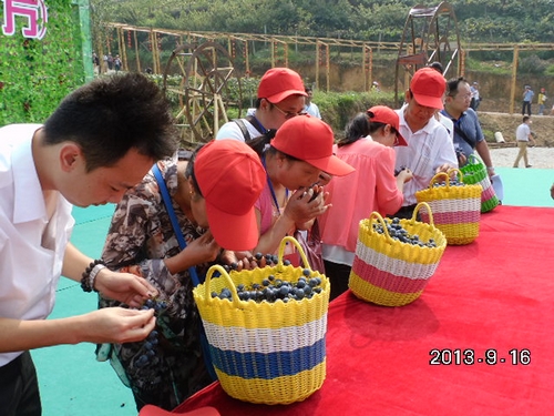 中方首屆刺葡萄節(jié)開(kāi)幕 游客比賽吃葡萄(圖)