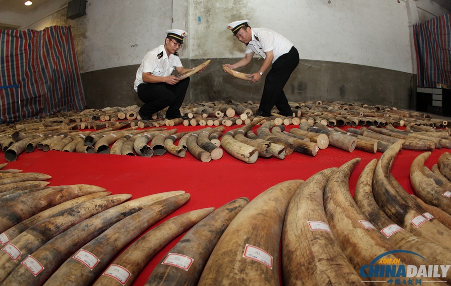 廈門海關(guān)查獲特大團(tuán)伙走私象牙案 價(jià)值6億人民幣