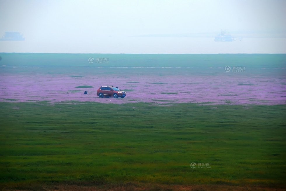 中國最大淡水湖提前枯水變成花海草原