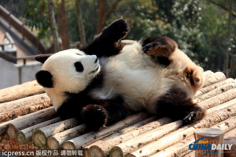 安徽休寧：大熊貓曬太陽(yáng)賣(mài)萌憨態(tài)可掬