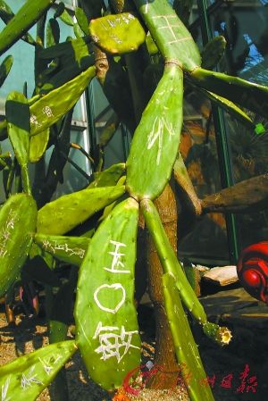 廣州植物園一級保護植物被人挖回家炒菜(圖)