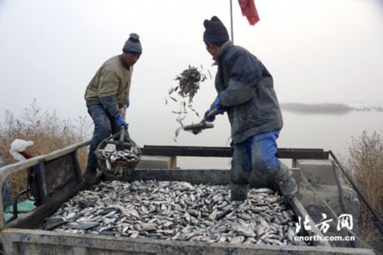 追夢(mèng)人生：最美濱海濕地守護(hù)者王建民