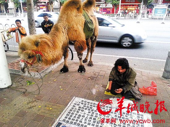 廣東鬧市驚現(xiàn)牽駱駝乞討者 路人不給錢(qián)就打駱駝(圖)