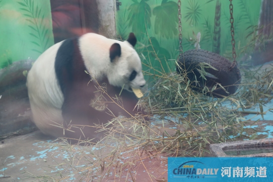 鄭州動(dòng)物園回應(yīng)“九大質(zhì)疑”“熊貓坐臺(tái)”或存在