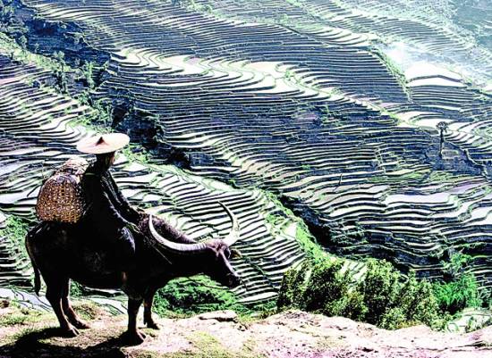 申遺成功后的哈尼梯田 誰(shuí)是主人