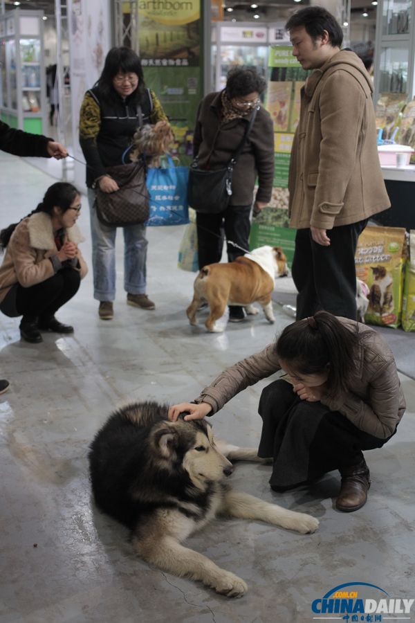 第三屆上海犬博會(huì)上萌寵齊聚
