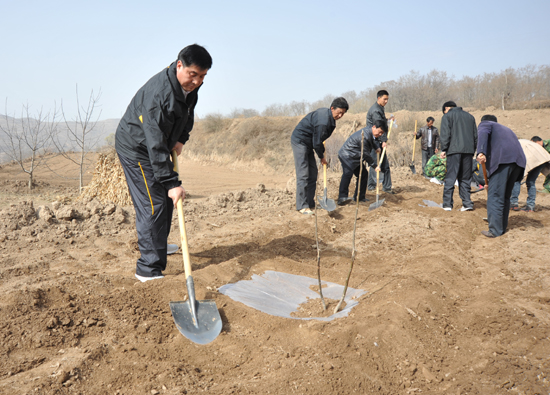 甘肅省清水縣遍山栽下?lián)u錢樹(shù) 滿載金果奔小康