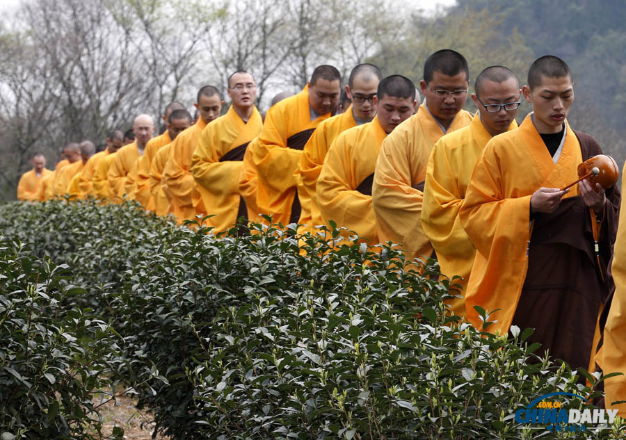 “法凈禪茶”開(kāi)始采摘