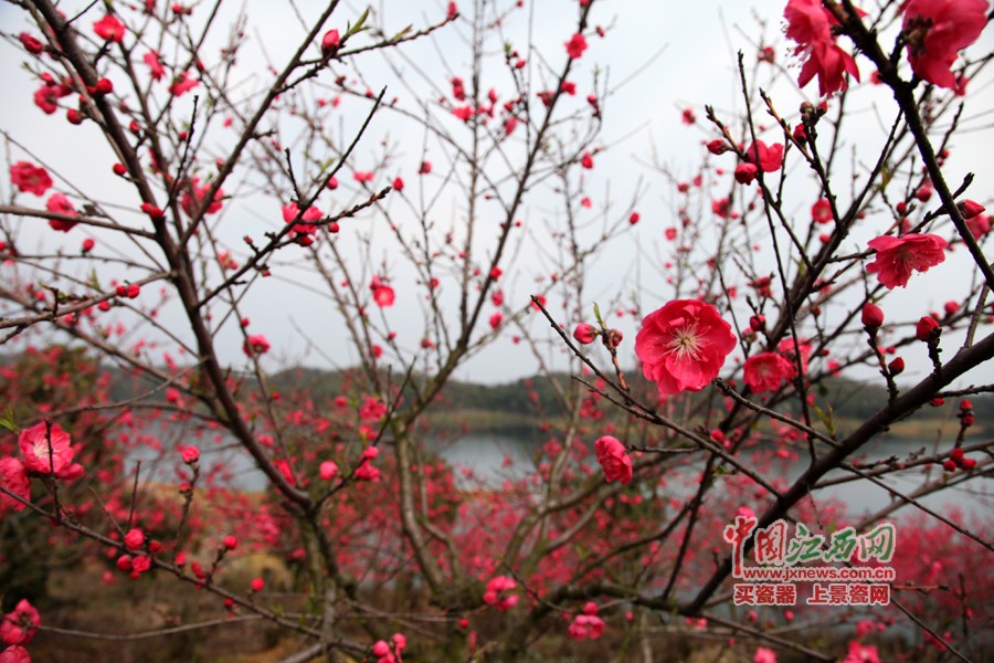 “第六屆全國網(wǎng)絡(luò)媒體江西游”采訪團(tuán)暢游桃花島